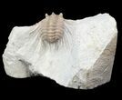 Bargain Kettneraspis Trilobite - Oklahoma #42858-2